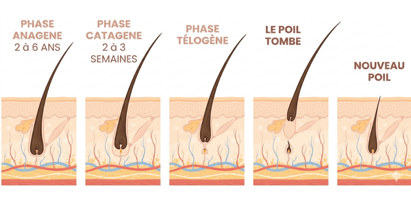 cycle de vie d'un poil dans le procédé d'épilation laser au centre Céor à Muret